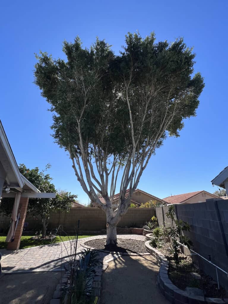 Tall, lush tree with a wide canopy in a backyard setting.