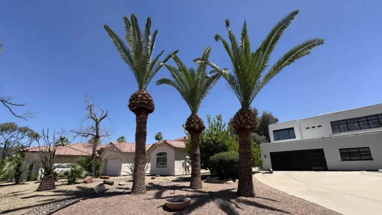 Three professionally trimmed palm trees in front of Phoenix homes