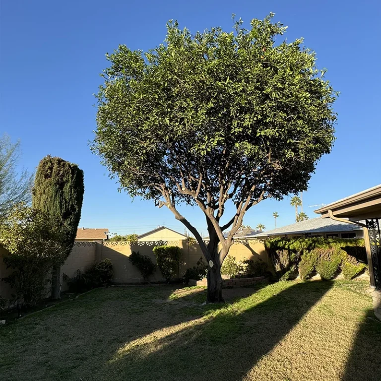 Large trimmed shade tree in a residential Phoenix backyard