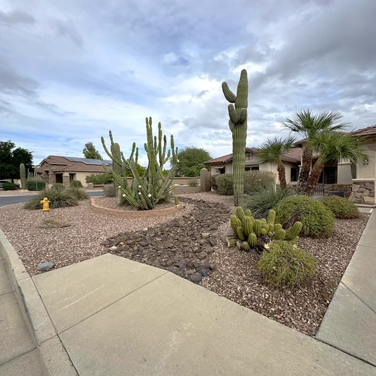 Saguaro and columnar cacti in a landscaped Phoenix residential yard